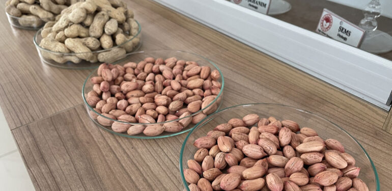 Adana’da susuzluğa ve hastalığa dayanıklı yeni yer fıstığı çeşidi geliştirildi