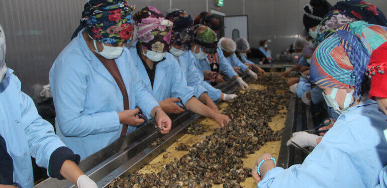 Amasya’da kadınların işlediği kara salyangozu AB ülkelerine ihraç ediliyor