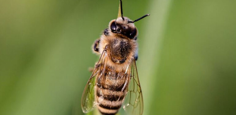 Arılar saldırdı sonu çok kötü oldu! Meğer daha önce de…