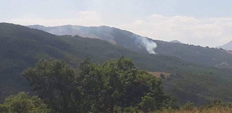 Kırmızı tavşan Tunceli’de görüntülendi