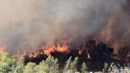 Mersin’de yeni orman yangını çıktı