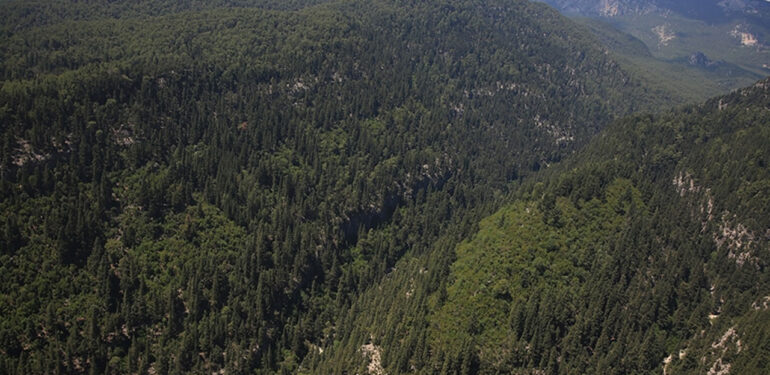 Sultangazi’de ormanlık alanda yangın çıktı!
