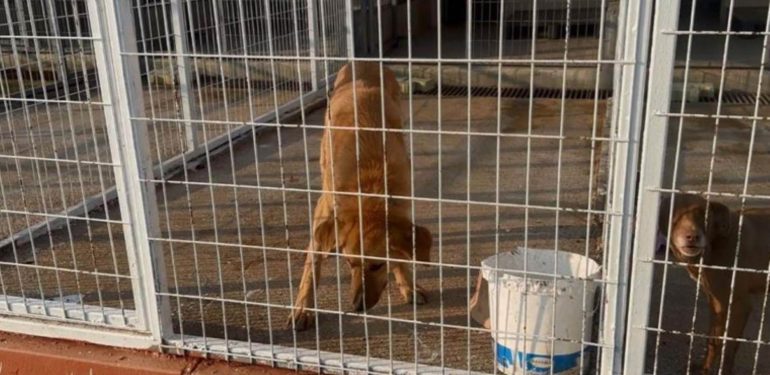 Köpeğe Şiddet Uygulayan Şahsın Özrü Kabahatinden Büyük