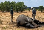 Zimbabve’de Kuraklık Fillerin Ölümüne Neden Oldu