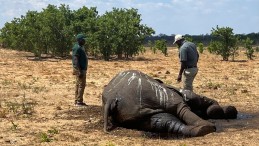 Zimbabve’de Kuraklık Fillerin Ölümüne Neden Oldu