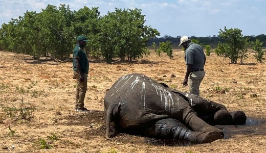 Zimbabve’de Kuraklık Fillerin Ölümüne Neden Oldu