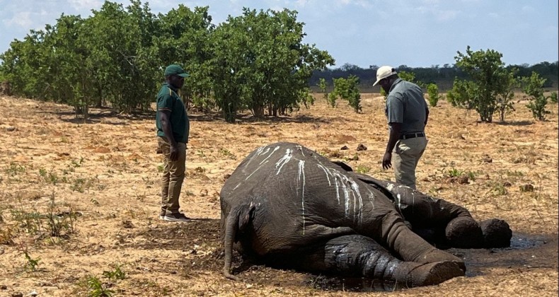 Zimbabve’de Kuraklık Fillerin Ölümüne Neden Oldu