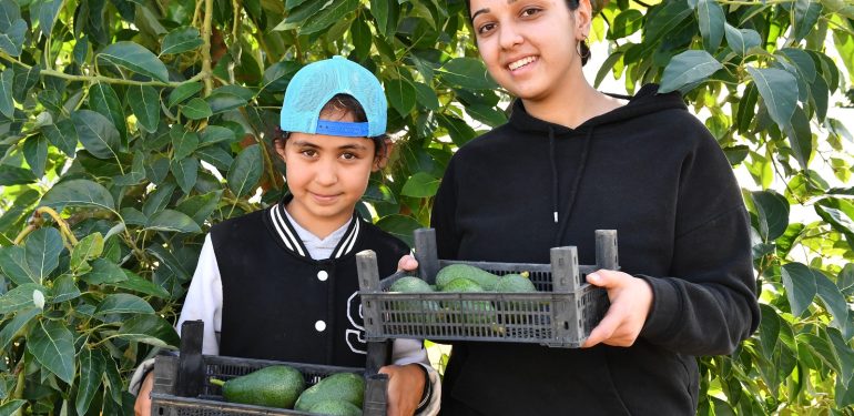 Avokado Üreticileri Hasat Yaptı