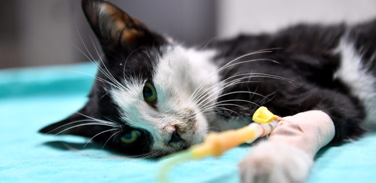 Kaşlı Bakımevi 3,5 Yılda 126 Bin 728 Talebe Yanıt Verdi