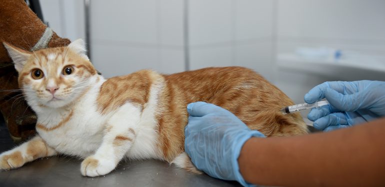 Seyhan’da 5 Yılda 14 Bin Sokak Hayvanı Kısırlaştırıldı