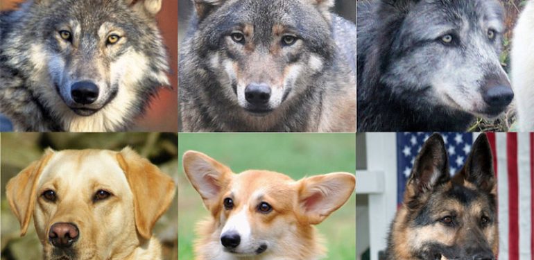Köpeklerin Evcilleşmesi İrislerinin Koyulaşmasına Neden Oldu
