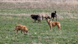 “‘Başıboş’ Olanlar Köpekler Değil, Nefret Siyasetiyle Beslenen Yöneticilerdir”
