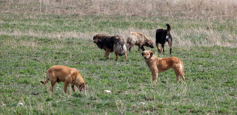 HayFed Başkanı Nihal Kasa: Sokak Köpeği Sorunu En Fazla 3.5 Yılda Çözülür