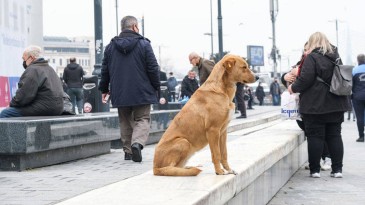 Hayvan Yaşam Özgürlük İnisiyatifi’nden Sokak Hayvanlarına Dönük Artan Nefret Kampanyasına Karşı Yeni Bir Kampanya