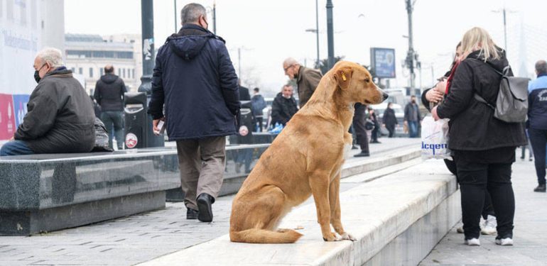 Hayvan Yaşam Özgürlük İnisiyatifi’nden Sokak Hayvanlarına Dönük Artan Nefret Kampanyasına Karşı Yeni Bir Kampanya