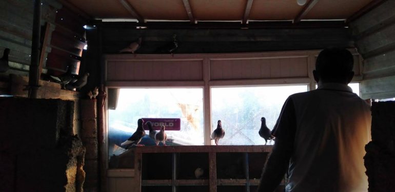 Tutkuya Dönüşen Güvercin Aşkı