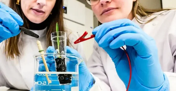 İsveçli Araştırmacılardan ‘Elektronik Toprak’