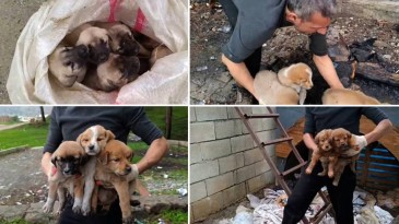 Gaziantep’te 15 Yavru Köpeği Çuvallara Koyup Bağladılar