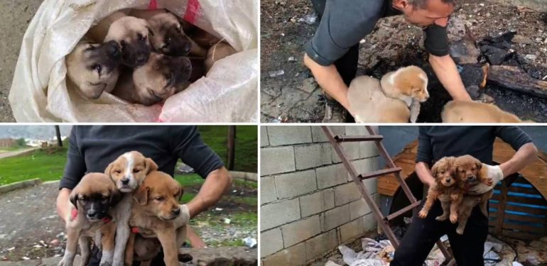 Gaziantep’te 15 Yavru Köpeği Çuvallara Koyup Bağladılar