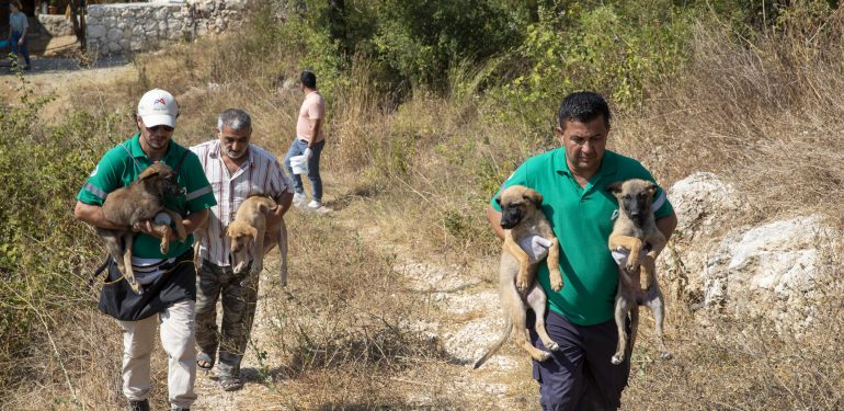 Mersin’den Sahipsiz Hayvanlara Yönelik Yeni Projeler