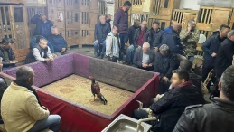 Adana’da Horoz Dövüştürenlere Sadece Para Cezası