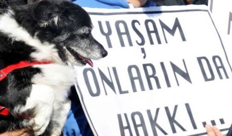 Konya’da köpeği arabaya bağlayıp sürükleyen kişi gözaltına alındı