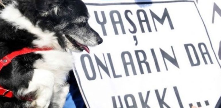 Konya’da köpeği arabaya bağlayıp sürükleyen kişi gözaltına alındı