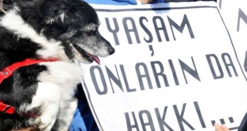 Konya’da köpeği arabaya bağlayıp sürükleyen kişi gözaltına alındı