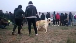 Kahramanmaraş’ta Köpek Dövüşü Yapanlara Sadece Para Cezası!