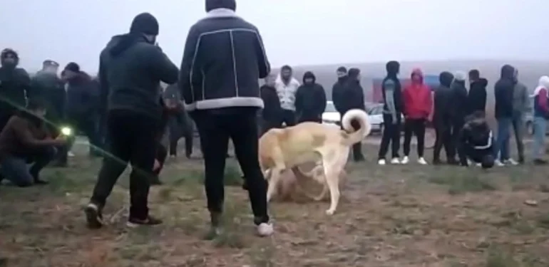 Kahramanmaraş’ta Köpek Dövüşü Yapanlara Sadece Para Cezası!