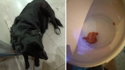 Çiğli’de Hayvanlar Katledildi