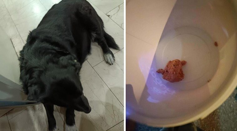 Çiğli’de Hayvanlar Katledildi