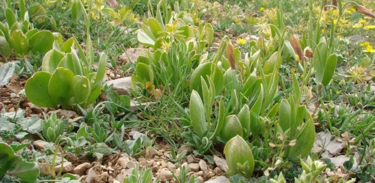 Mersin Anamur’da Yeni Bir Bitki Türü Keşfedildi