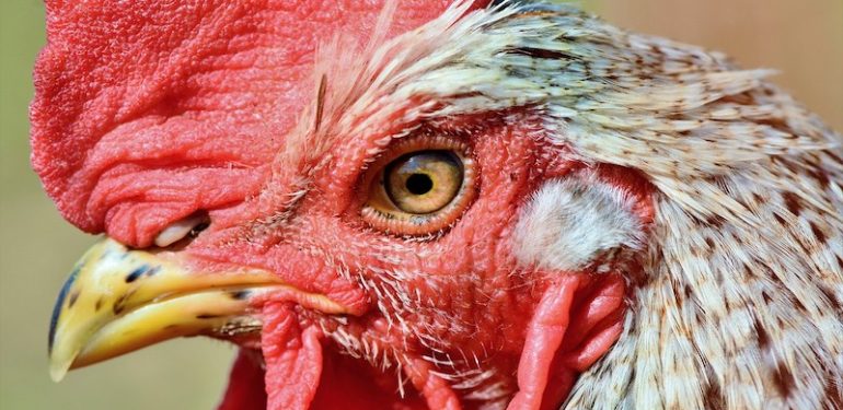 Horozlar Yansımalarını Tanıyabilen Birkaç Hayvandan Biri Oldu
