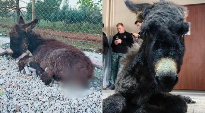 Tecavüz Edilen ve İşkence Gören 5 Aylık Sıpa Hayatını Kaybetti
