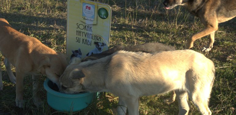 Hak odaklı haberciliğe hayvan haklarının medyada sunumu açısından bakmak: “Sokak hayvanları hedef mi gösteriliyor?”