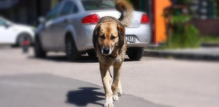 Korkunç iddia: Niğde’de barınaktaki hayvanlar “uyutulup” topluca gömüldü