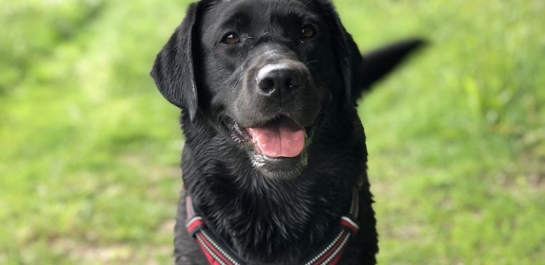 Köpekler, Ritim Seven İnsanlar Yüzünden Kuyruk Sallıyor Olabilir