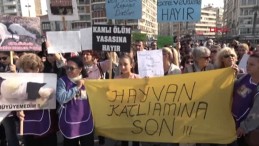 Duvara Fırlatıp katlettiği kedi için İsmail D. ‘ye sadece 4 yıl hapis istendi