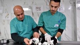 Mersin Büyükşehir Veterinerleri Yaralı Kediyi İyileştirdi