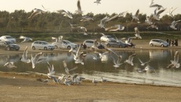 Adana’dan  Anlar…