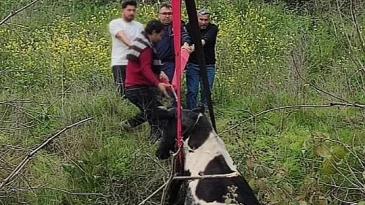 Adana’da balçığa saplanan inek itfaiye ekiplerince kurtarıldı