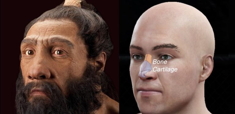 Uzun Burun Şekillerimiz Neandertallerden Miras Kalmış