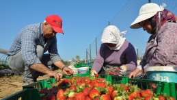 Mersin’de tescilli Silifke çileği hasadı sürüyor