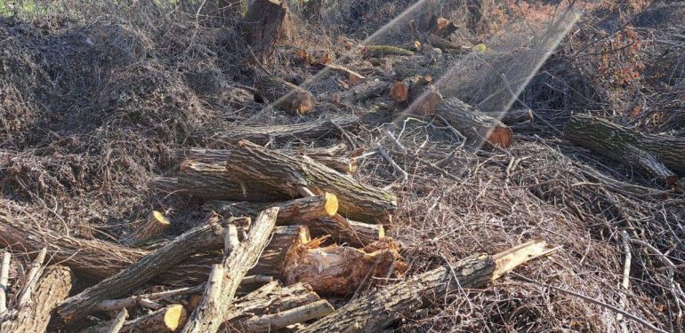Ekoloji Hareketi: Hevsel Bahçeleri’nde Ağaç Kıyımı Yapılıyor
