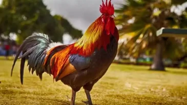 Kanatlı Hayvanları Sevenler Derneği’nde Horoz Dövüşüne ‘Para Cezası’