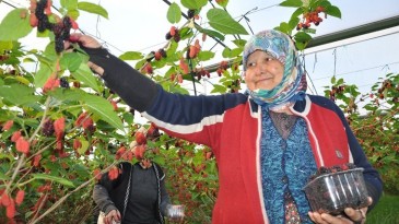 Mersin’de karadut hasadı başladı
