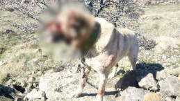 Kayseri’de Köpek Dövüşü Yapan 12 Kişi Yakalandı