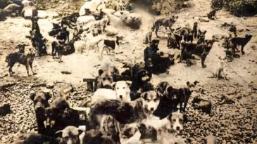 Köpek Sürgünü: Tarihimizde Kara Bir Leke