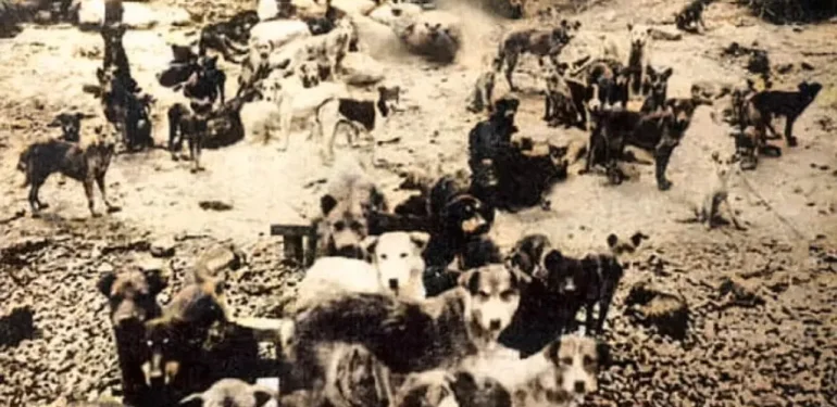 Köpek Sürgünü: Tarihimizde Kara Bir Leke